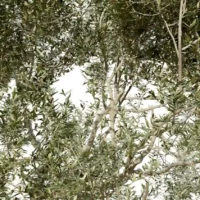 OLEA-EUROPAEA-3D-plante-vegetaux-Olivier-branches-studio-l4m-lumion-fbx