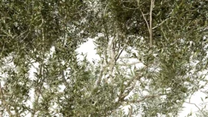 OLEA-EUROPAEA-3D-plante-vegetaux-Olivier-branches-studio-l4m-lumion-fbx