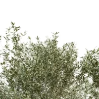 OLEA-EUROPAEA-3D-plante-vegetaux-Olivier-feuilles-studio-l4m-lumion-fbx