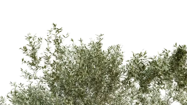 OLEA-EUROPAEA-3D-plante-vegetaux-Olivier-feuilles-studio-l4m-lumion-fbx