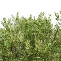 Olea-europaea-3D-plante-vegetaux-Olivier-branches-studio-l4m-lumion-fbx