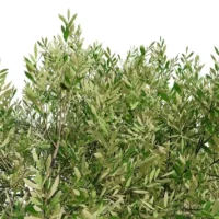 Olea-europaea-3D-plante-vegetaux-Olivier-feuilles-studio-l4m-lumion-fbx
