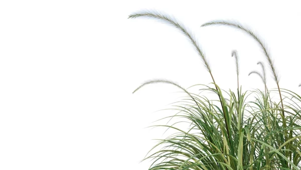 Pennisetum-setaceum-3D-plante-herbe-ecouvillons-branches-studio-l4m-lumion-fbx