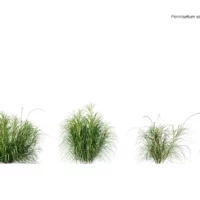 Pennisetum-setaceum-3D-plante-herbe-ecouvillons-ensemble-studio-l4m-lumion-fbx