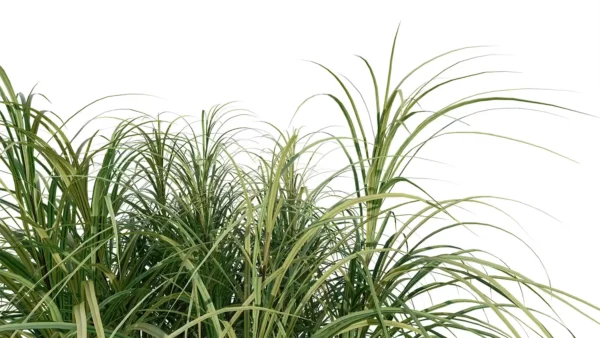 Pennisetum-setaceum-3D-plante-herbe-ecouvillons-feuilles-studio-l4m-lumion-fbx