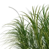 Pennisetum-setaceum-3D-plante-herbe-ecouvillons-tiges-studio-l4m-lumion-fbx