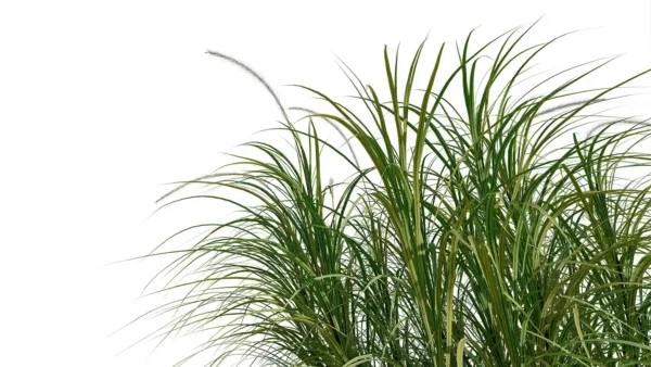 Pennisetum-setaceum-3D-plante-herbe-ecouvillons-tiges-studio-l4m-lumion-fbx