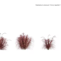 Pennisetum-setaceum-cherry-sparkler-3D-plante-studio-l4m-lumion-fbx