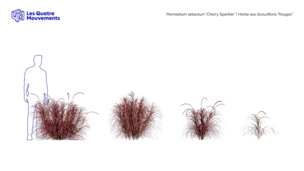Pennisetum-setaceum-cherry-sparkler-3D-plante-studio-l4m-lumion-fbx