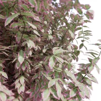 Pittosporum-Elizabeth-3D-plante-Pittospore-Elizabeth-branches-studio-l4m-lumion-fbx