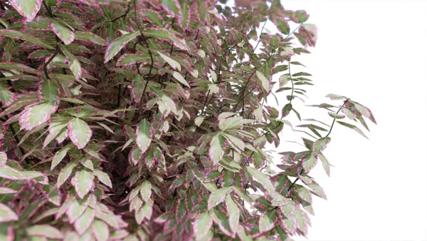 Pittosporum-Elizabeth-3D-plante-Pittospore-Elizabeth-branches-studio-l4m-lumion-fbx