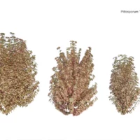 Pittosporum-Elizabeth-3D-plante-Pittospore-Elizabeth-ensemble-studio-l4m-lumion-fbx
