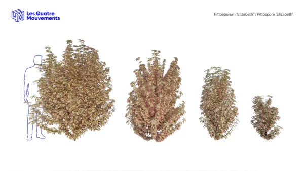Pittosporum-Elizabeth-3D-plante-Pittospore-Elizabeth-ensemble-studio-l4m-lumion-fbx