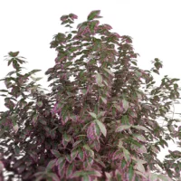 Pittosporum-Elizabeth-3D-plante-Pittospore-Elizabeth-feuilles-studio-l4m-lumion-fbx