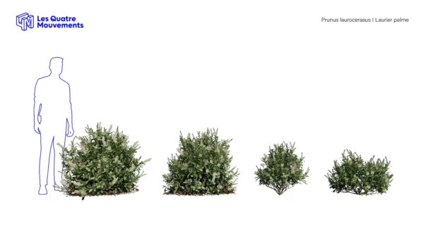 Prunus-laurocerasus-3D-plante-vegetaux-laurier-palme-ensemble-studio-l4m-lumion-fbx