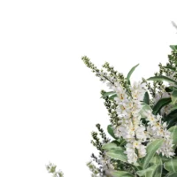 Prunus-laurocerasus-3D-plante-vegetaux-laurier-palme-tiges-studio-l4m-lumion-fbx