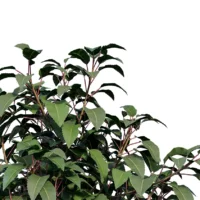 Prunus-lusitanica-3D-plante-vegetaux-laurier-portugal-branches-studio-l4m-lumion-fbx