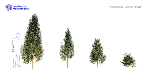 Prunus-lusitanica-3D-plante-vegetaux-laurier-portugal-ensemble-studio-l4m-lumion-fbx