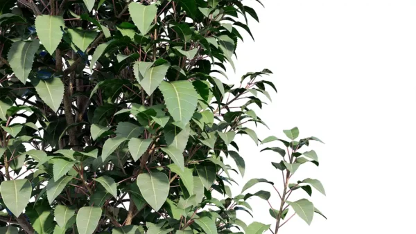 Prunus-lusitanica-3D-plante-vegetaux-laurier-portugal-feuilles-studio-l4m-lumion-fbx
