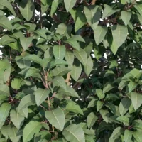 Prunus-lusitanica-3D-plante-vegetaux-laurier-portugal-tiges-studio-l4m-lumion-fbx
