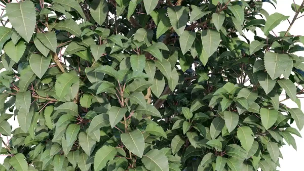 Prunus-lusitanica-3D-plante-vegetaux-laurier-portugal-tiges-studio-l4m-lumion-fbx