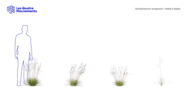 Schizachyrium-scoparium-3D-plante-herbe-balais-ensemble-studio-l4m-lumion-fbx