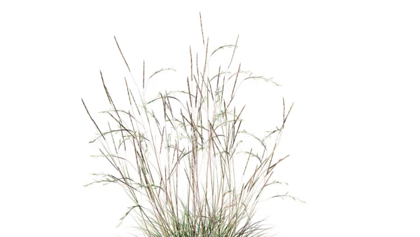 Schizachyrium-scoparium-3D-plante-herbe-balais-tiges-studio-l4m-lumion-fbx