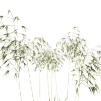 Stipa-gagantea-3D-plante-vegetaux-avoine-geante-branches-studio-l4m-lumion-fbx