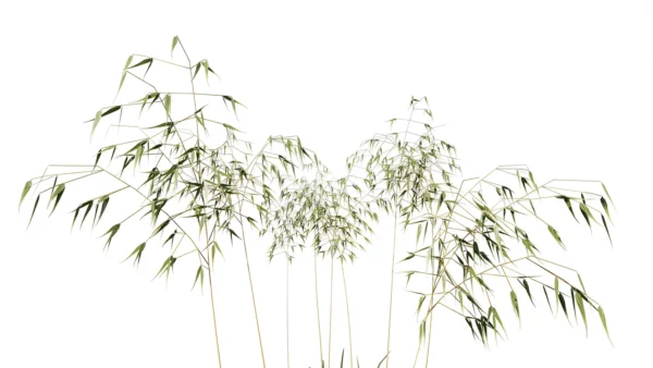 Stipa-gagantea-3D-plante-vegetaux-avoine-geante-branches-studio-l4m-lumion-fbx