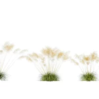 Stipa-gagantea-3D-plante-vegetaux-avoine-geante-ensemble-studio-l4m-lumion-fbx