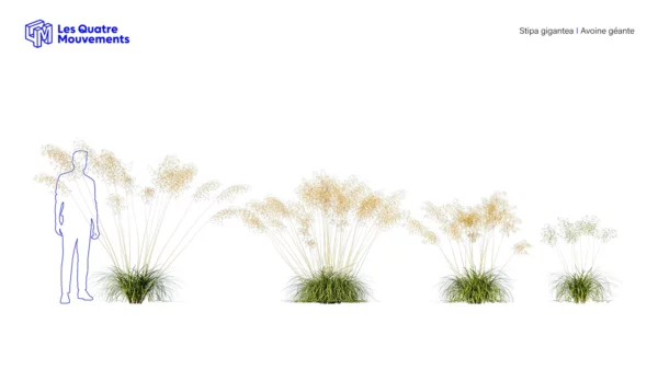 Stipa-gagantea-3D-plante-vegetaux-avoine-geante-ensemble-studio-l4m-lumion-fbx