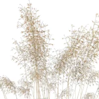 Stipa-gagantea-3D-plante-vegetaux-avoine-geante-tiges-studio-l4m-lumion-fbx