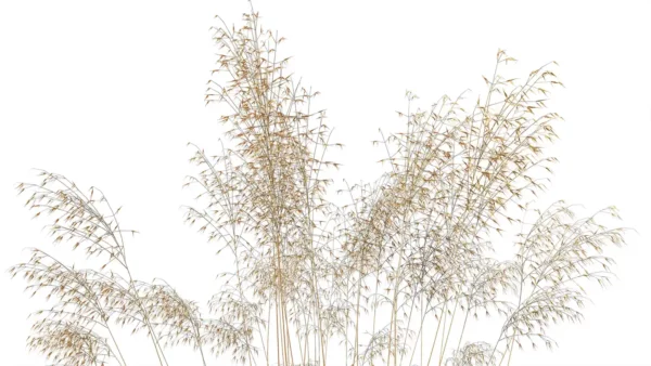 Stipa-gagantea-3D-plante-vegetaux-avoine-geante-tiges-studio-l4m-lumion-fbx