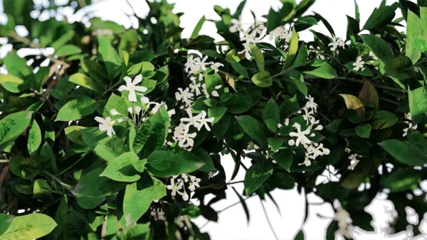 Trachelospermum-jasminoides-3D-Jasmin-etoile-branches-studio-l4m-lumion-fbx