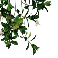 Trachelospermum-jasminoides-3D-Jasmin-etoile-feuilles-studio-l4m-lumion-fbx