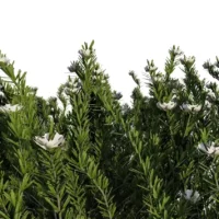 Westringa-Fruticosa-3D-Romarin-Australie-blanc-branches-studio-l4m-lumion-fbx