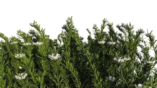 Westringa-Fruticosa-3D-Romarin-Australie-blanc-branches-studio-l4m-lumion-fbx