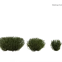 Westringa-Fruticosa-3D-Romarin-Australie-blanc-ensemble-studio-l4m-lumion-fbx