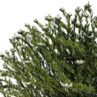 Westringa-Fruticosa-3D-Romarin-Australie-blanc-feuilles-studio-l4m-lumion-fbx