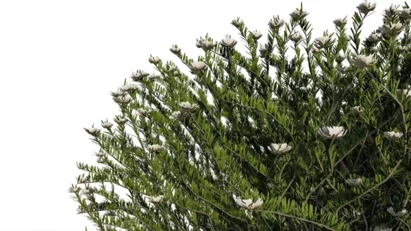 Westringa-Fruticosa-3D-Romarin-Australie-blanc-feuilles-studio-l4m-lumion-fbx