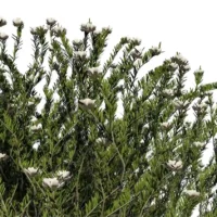 Westringa-Fruticosa-3D-Romarin-Australie-blanc-tiges-studio-l4m-lumion-fbx