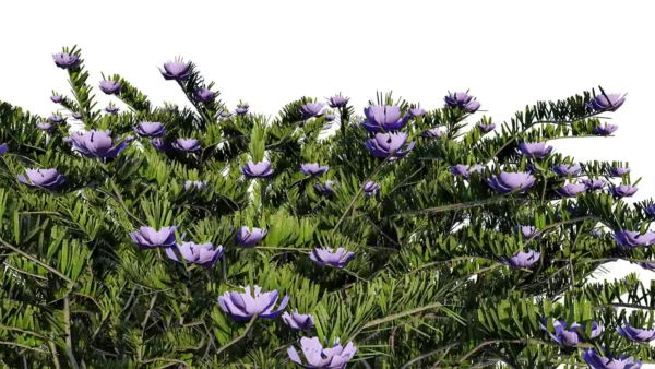 Westringa-Fruticosa-3D-Romarin-Australie-bleu-branches-studio-l4m-lumion-fbx