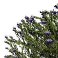 Westringa-Fruticosa-3D-Romarin-Australie-bleu-feuilles-studio-l4m-lumion-fbx