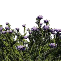 Westringa-Fruticosa-3D-Romarin-Australie-bleu-tiges-studio-l4m-lumion-fbx