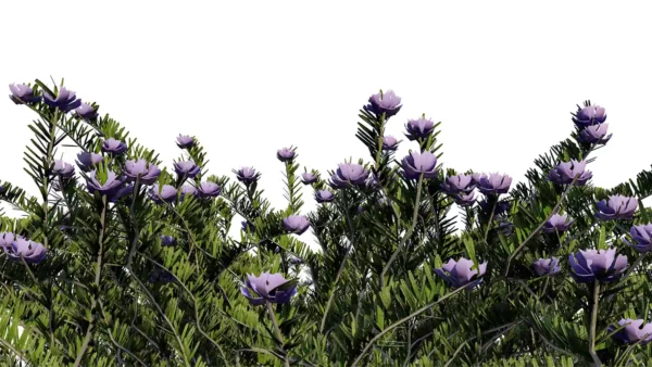 Westringa-Fruticosa-3D-Romarin-Australie-bleu-tiges-studio-l4m-lumion-fbx