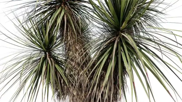 Yucca-rostrata-3D-plante-vegetaux-Yucca-bleu-du-Mexique-branches-studio-l4m-lumion-fbx