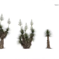 Yucca-rostrata-3D-plante-vegetaux-Yucca-bleu-du-Mexique-ensemble-studio-l4m-lumion-fbx