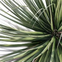 Yucca-rostrata-3D-plante-vegetaux-Yucca-bleu-du-Mexique-feuilles-studio-l4m-lumion-fbx