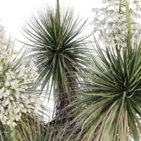 Yucca-rostrata-3D-plante-vegetaux-Yucca-bleu-du-Mexique-tiges-studio-l4m-lumion-fbx