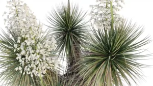 Yucca-rostrata-3D-vegetal-plant-Yucca-blue-Mexican-tips-studio-l4m-lumion-fbx